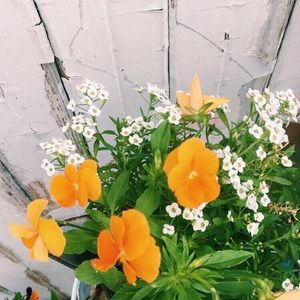 Meet your Posher, Maddie